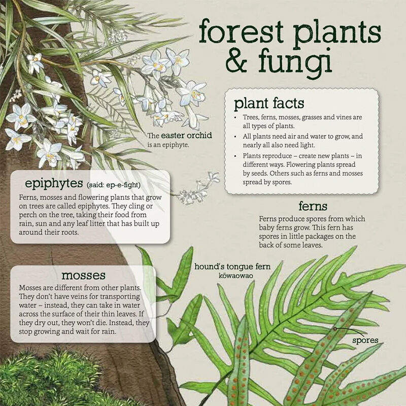 In The Bush: Explore and Discover New Zealand's Native Forests - by Gillian Chandler