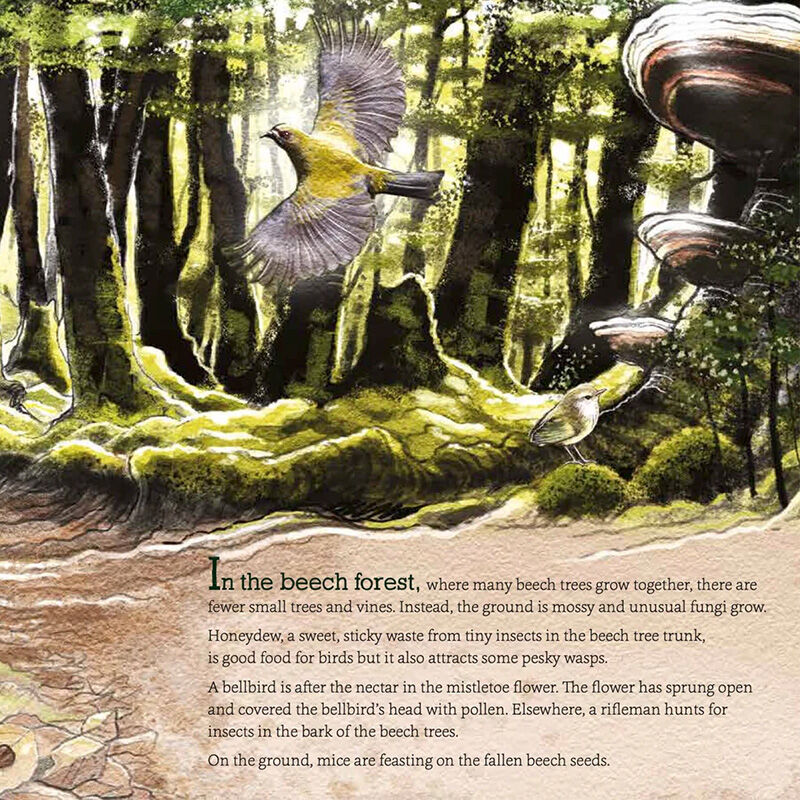 In The Bush: Explore and Discover New Zealand's Native Forests - by Gillian Chandler
